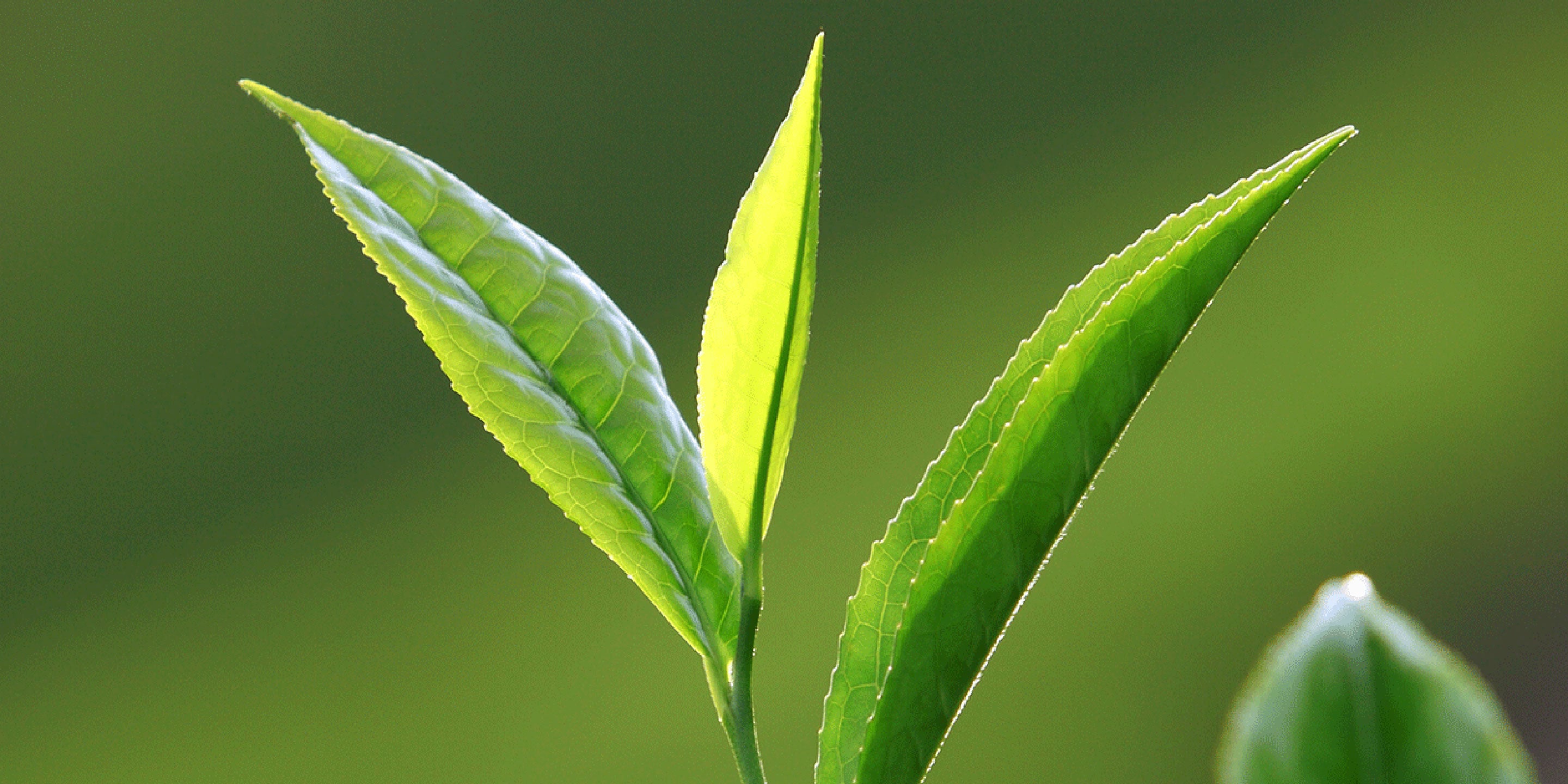 Tea Craft: How is Tea Hand Picked?