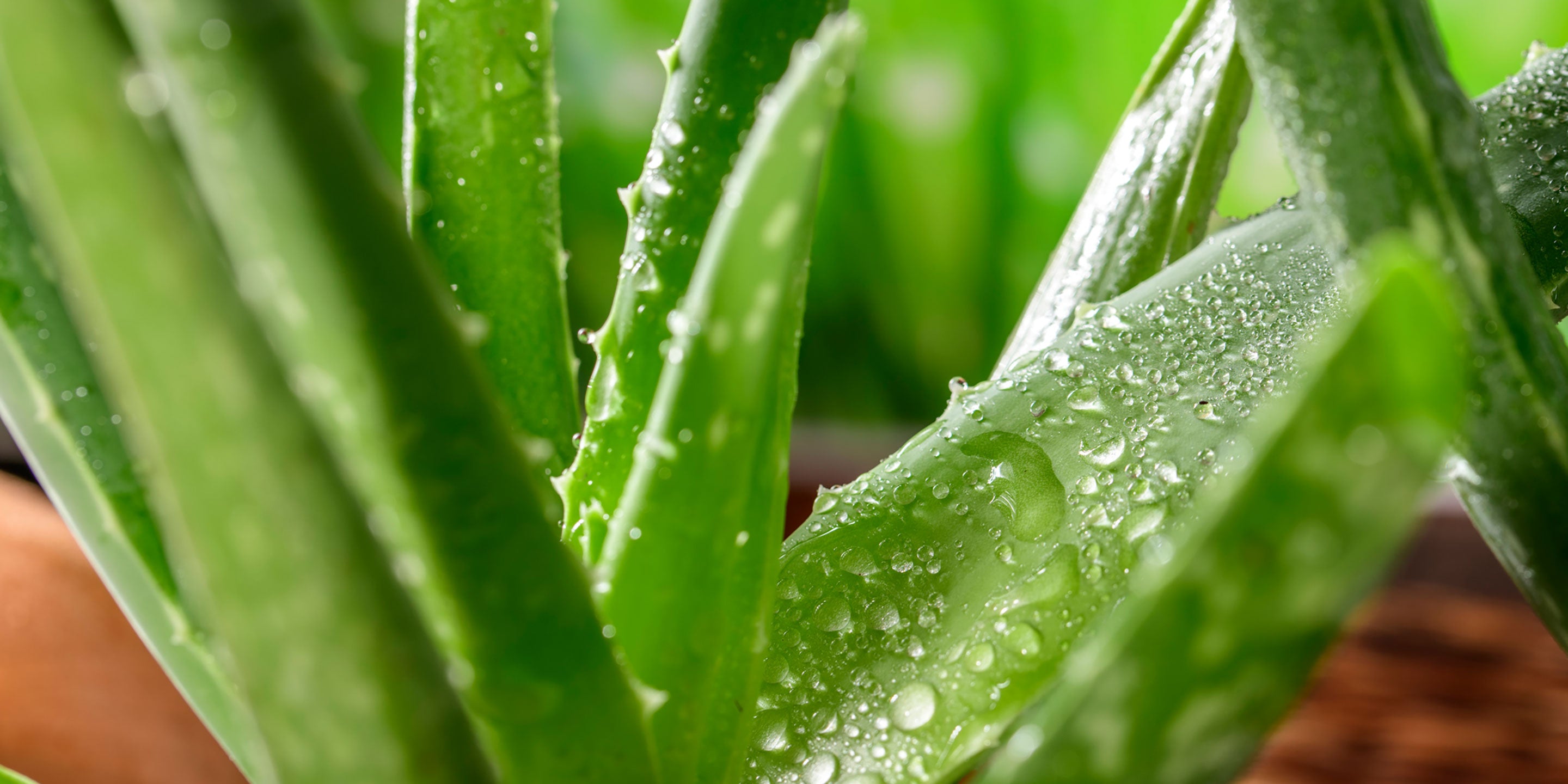 Aloe Vera for the Constipated West