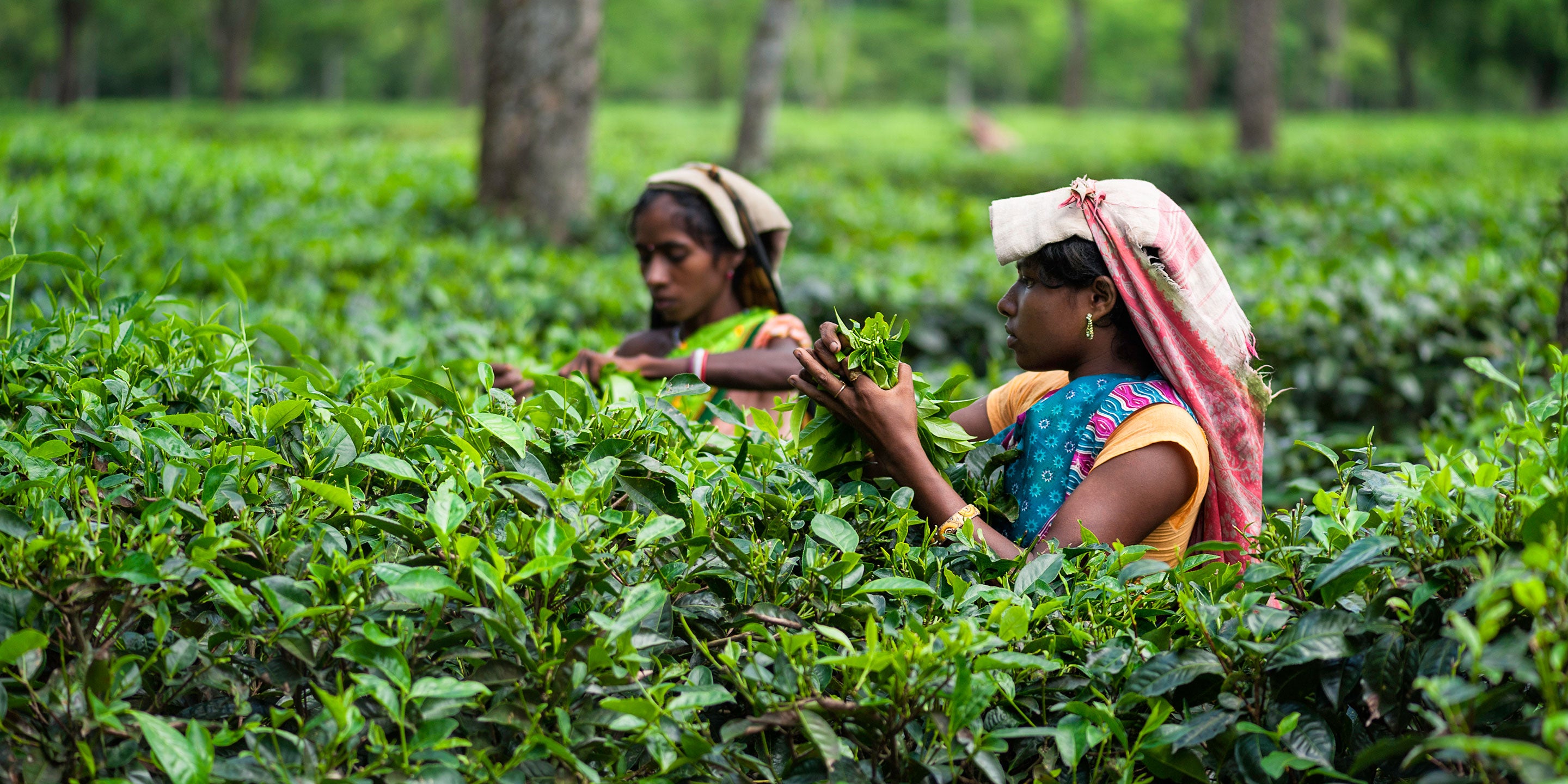 Tea Craft: From Planting to Picking