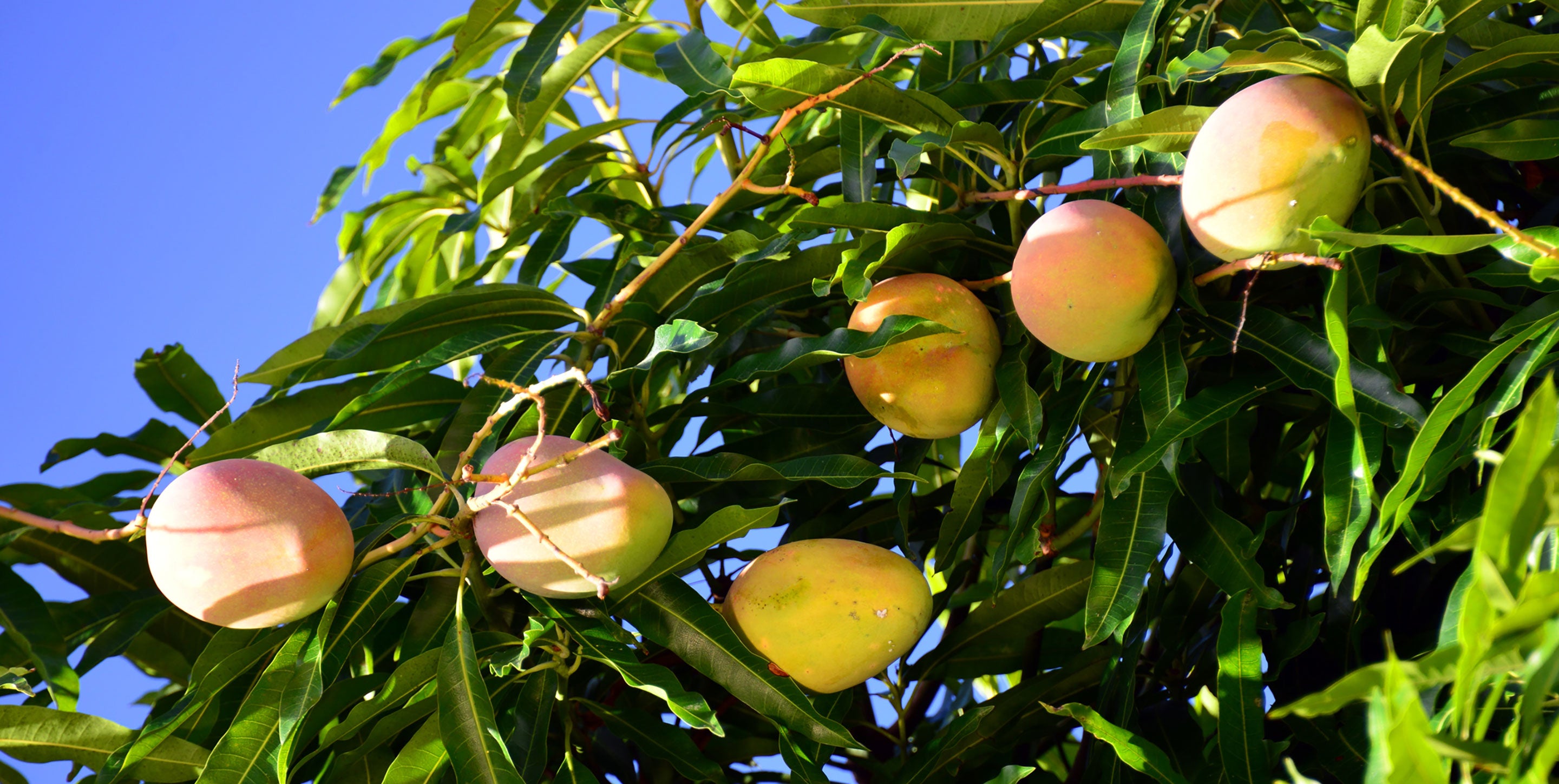 From Chatni to Chutney