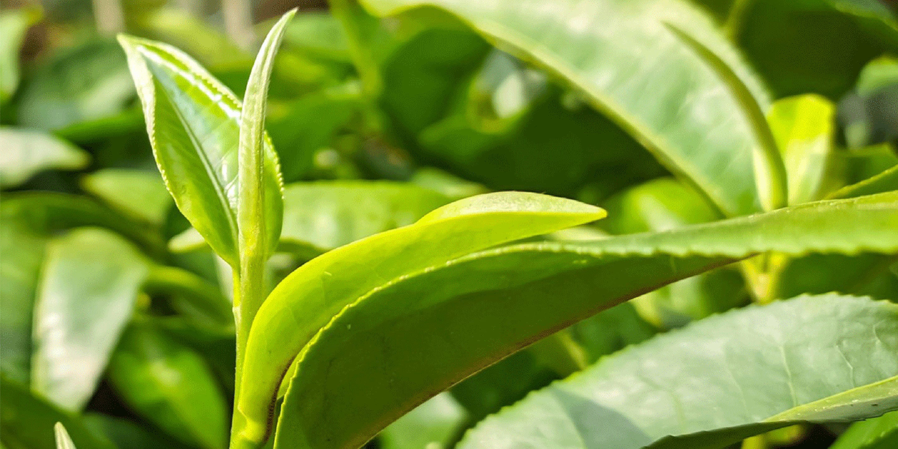 Tea Craft: The Tea Bush
