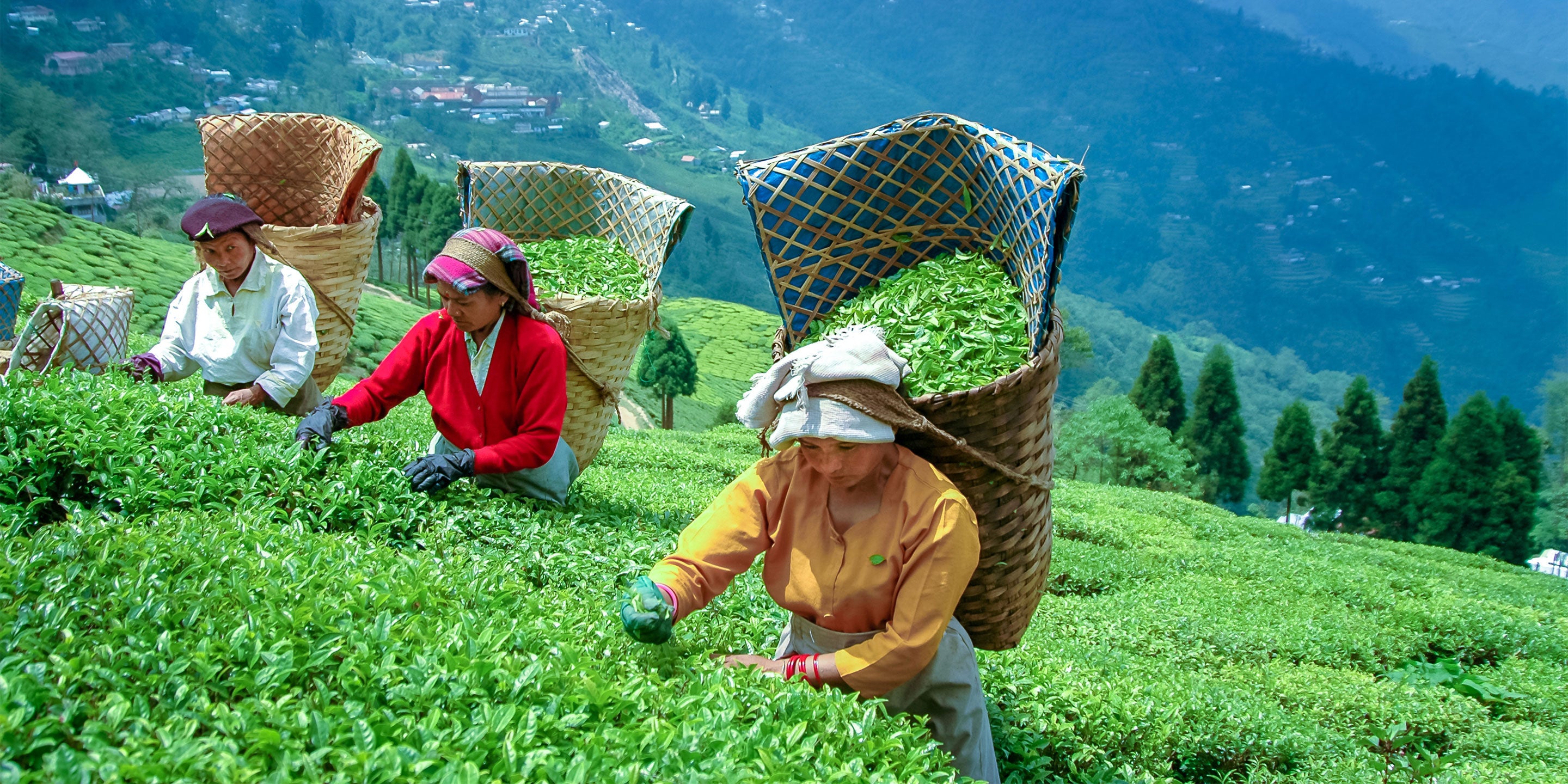 Darjeeling Tea - How it all started