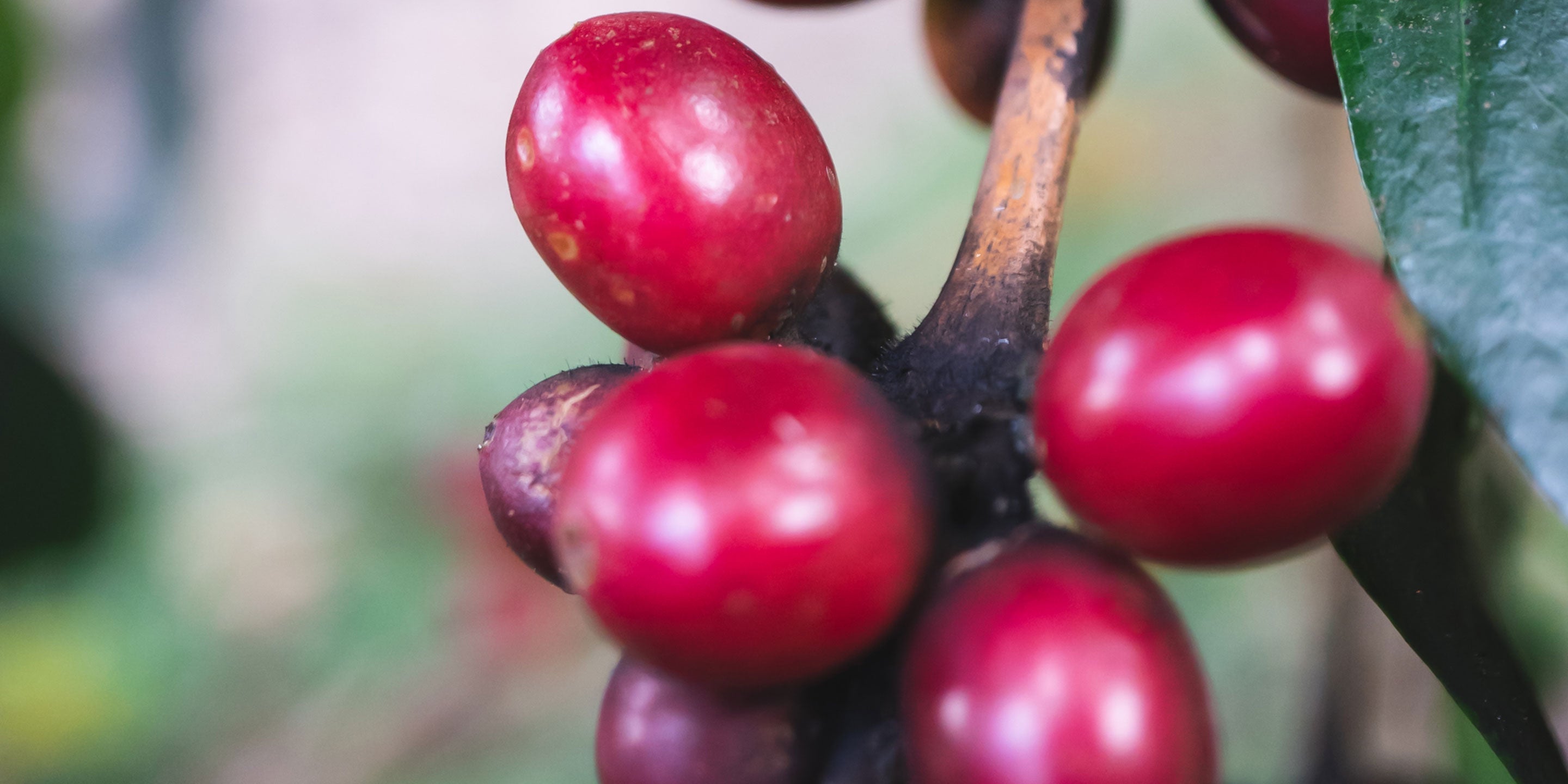 Coffee Craft: Harvesting the Cherries