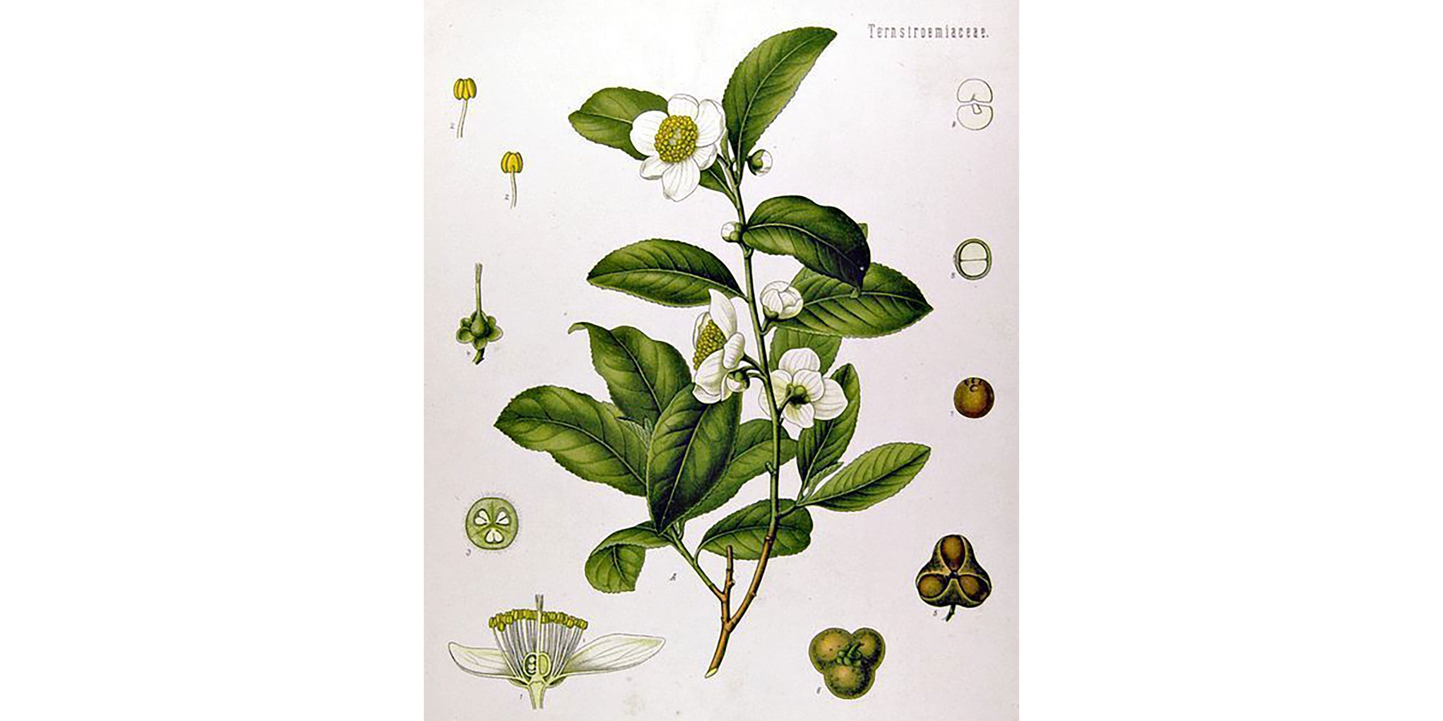 Köhler's Medicinal Plants