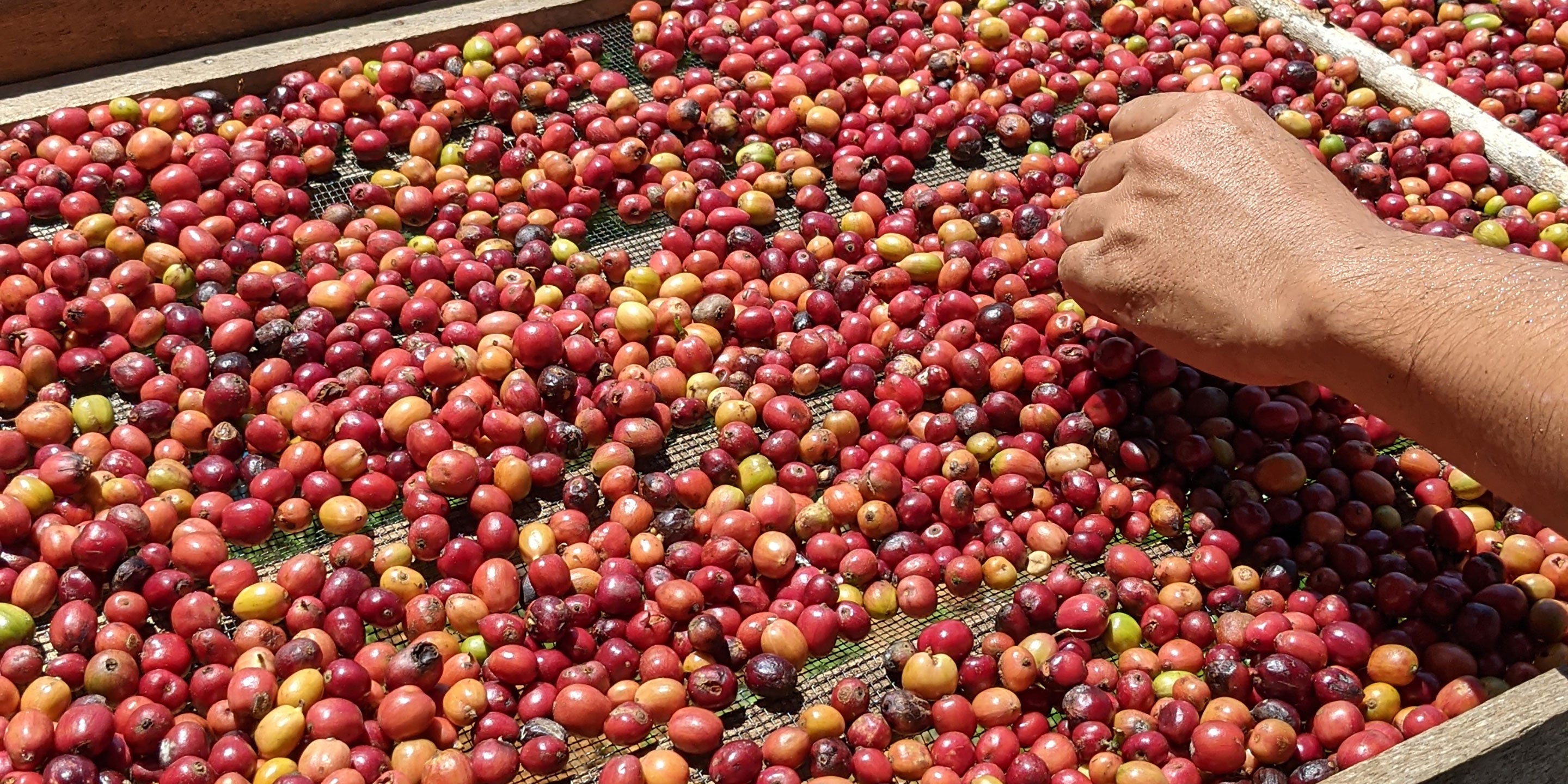 Coffee Craft: Processing the Cherries