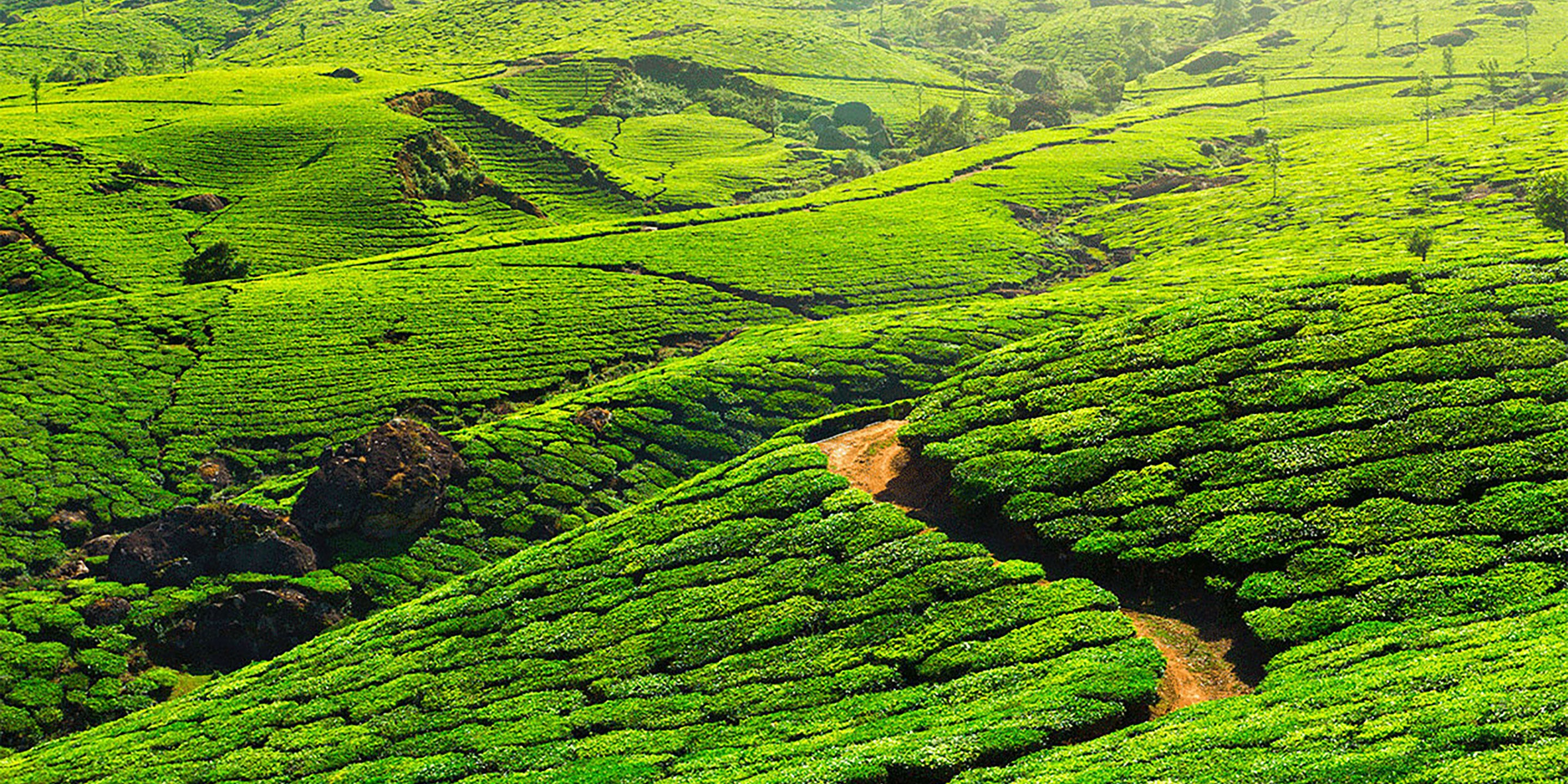 Tea Craft: Where is Tea grown?