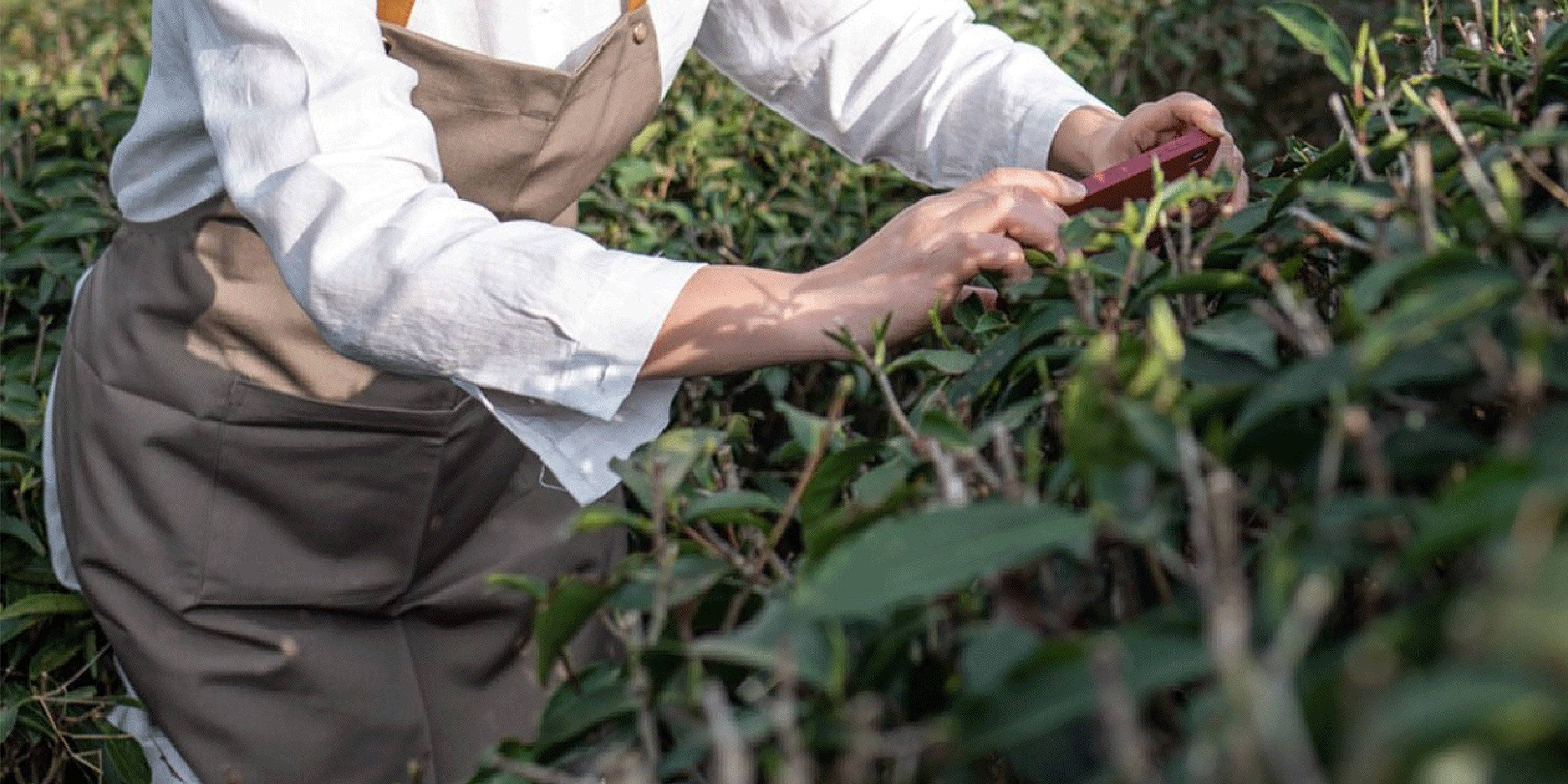 Tea Craft: Growing the Tea Bush
