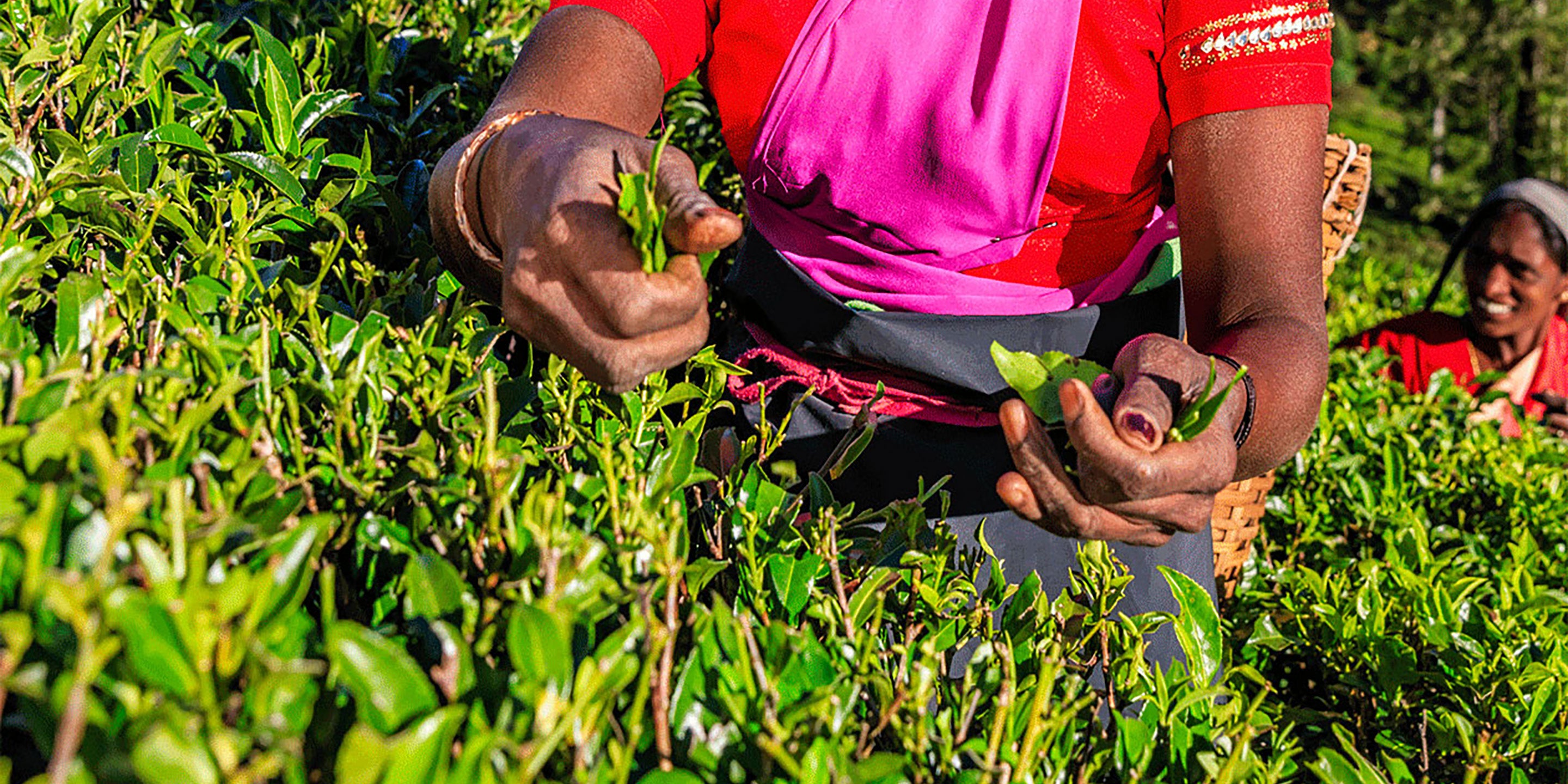 Tea Craft: When is Tea Picked?