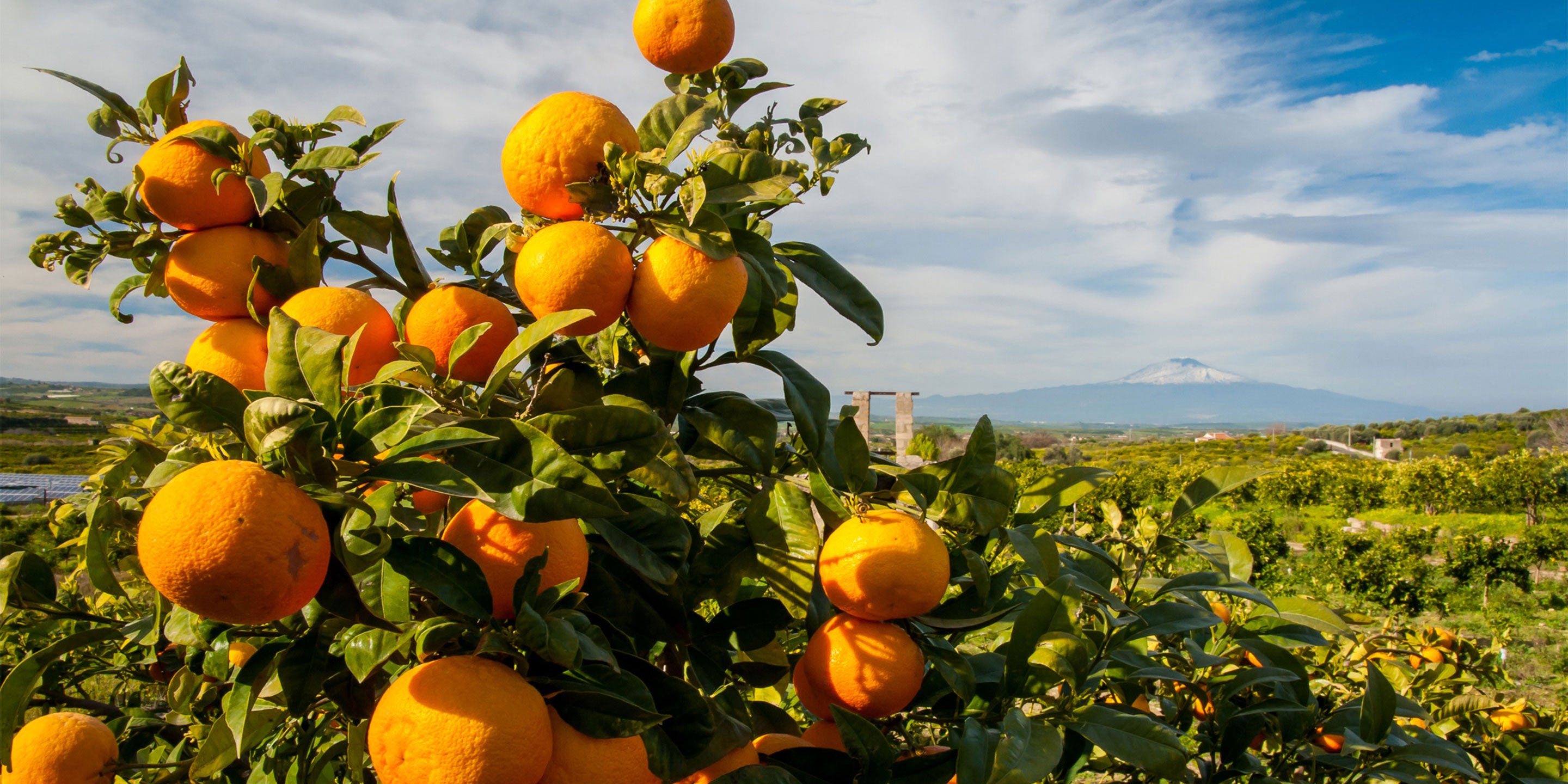 Citrus fruit, The East India Company & the Sicilian Mafia